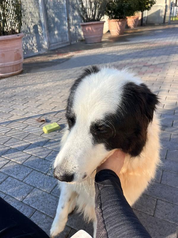 SIMBA MAREMMANO Foto 6